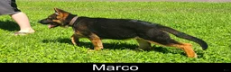 German Shepherd dogs for sale: Marco - Ad 2