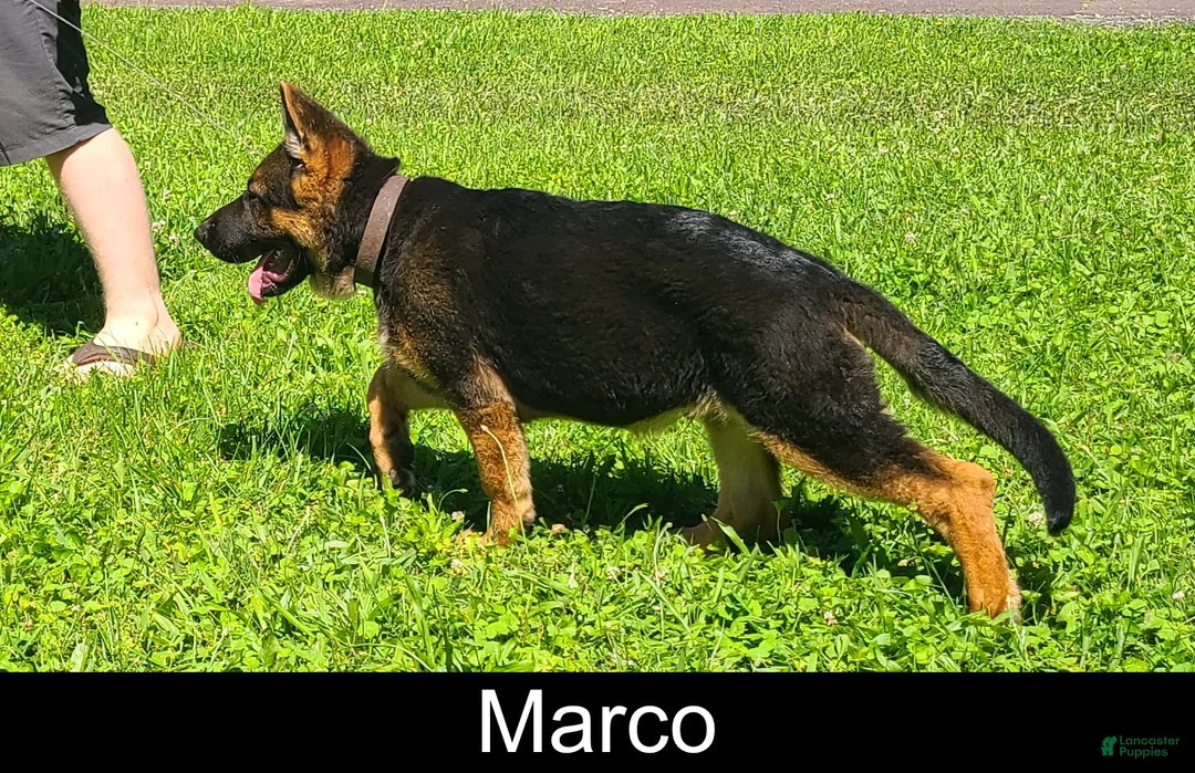 German Shepherd dogs for sale: Marco - Ad 2