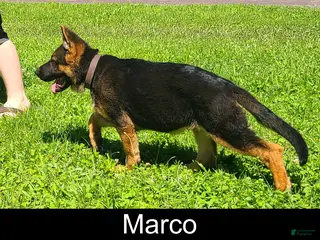 German Shepherd dogs for sale: Marco - Ad 3