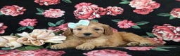 Cockapoo dogs for sale: Ashlee Hypoallergenic  - Ad 5