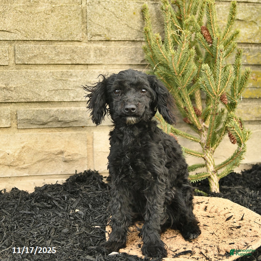 Toy Poodle dogs for sale: Shiloh House Raised - Ad 3