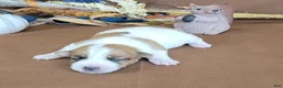 Jack Russell Terrier dogs for sale: TONKA purebred JRT - Ad 5
