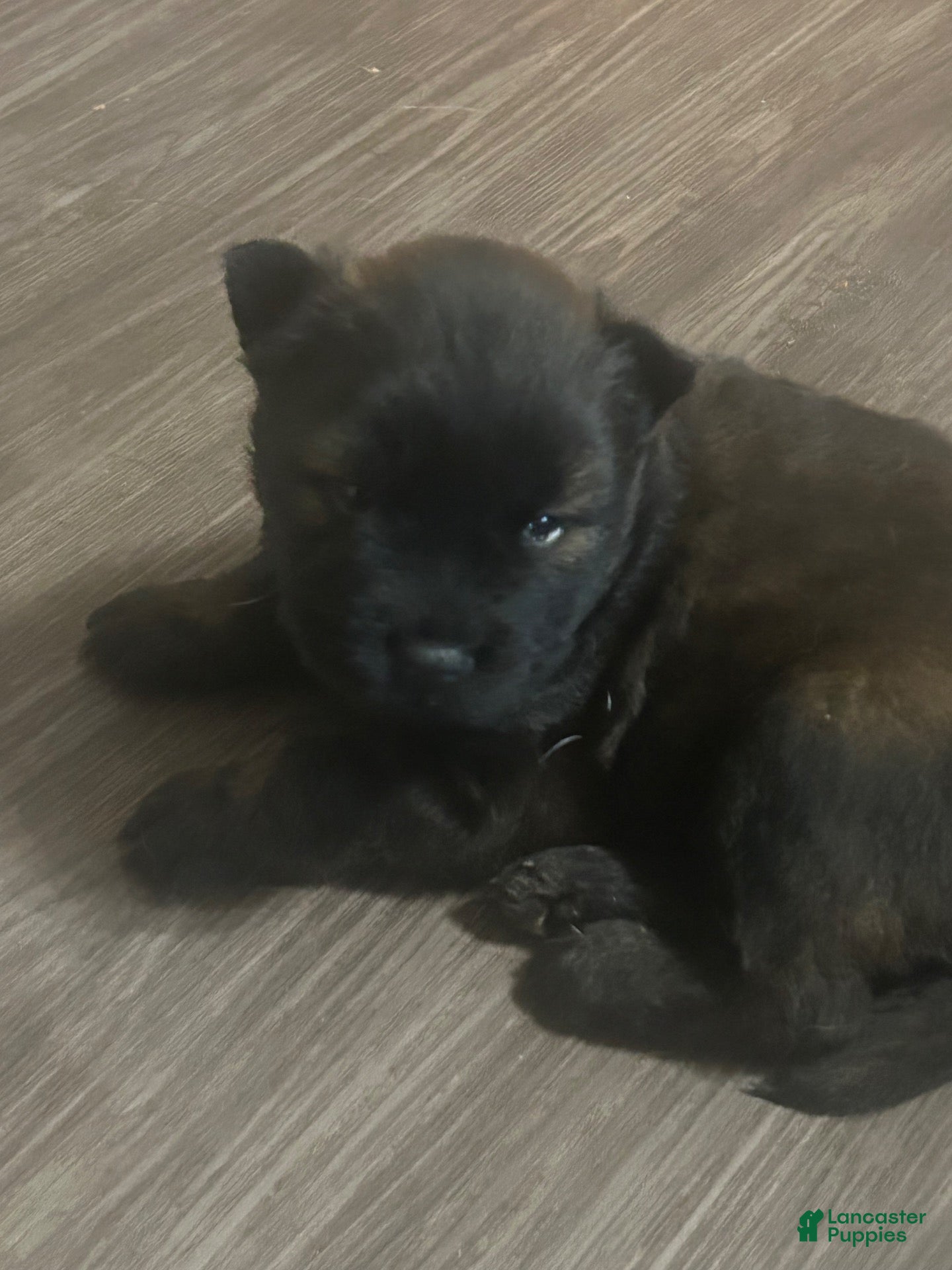 Mixed Breed dogs Baby Bear - Ad 38