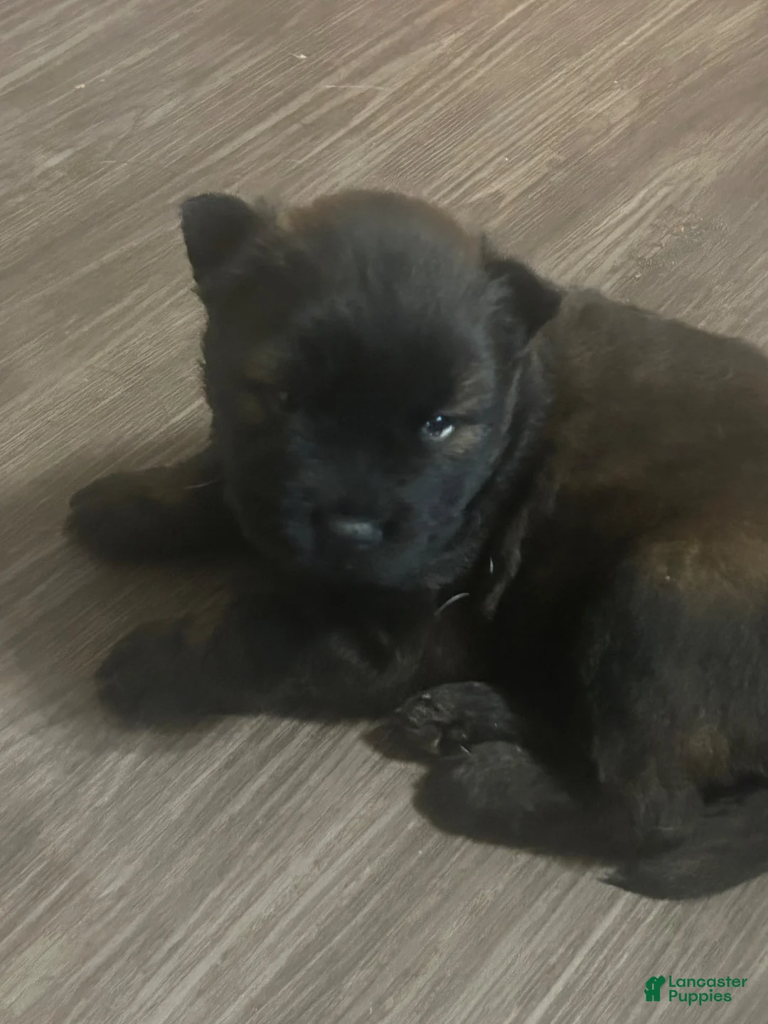 Mixed Breed dogs for sale: Baby Bear - Ad 1