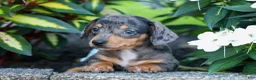 Miniature Dachshund dogs for sale:  Zino 🐕 - Ad 10