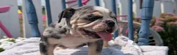 English Bulldog dogs for sale: Zane - Ad 7