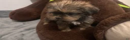 Shorkie dogs for sale: Pauline - Ad 1