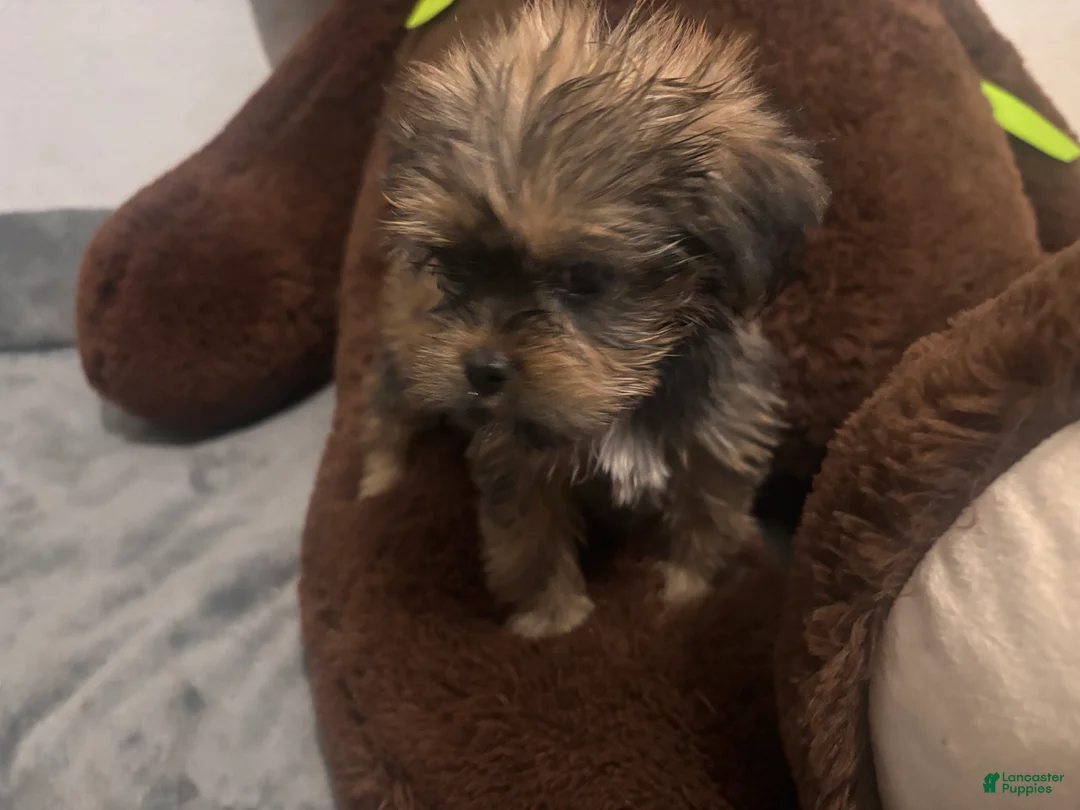 Shorkie dogs for sale: Pauline - Ad 1