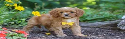 Cavapoo dogs for sale: Zack - Ad 6
