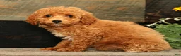 Miniature Poodle dogs for sale: Layla - Ad 3