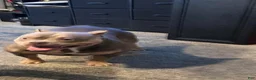 American Bully dogs for sale: American Bully Puppy 3 - Ad 4