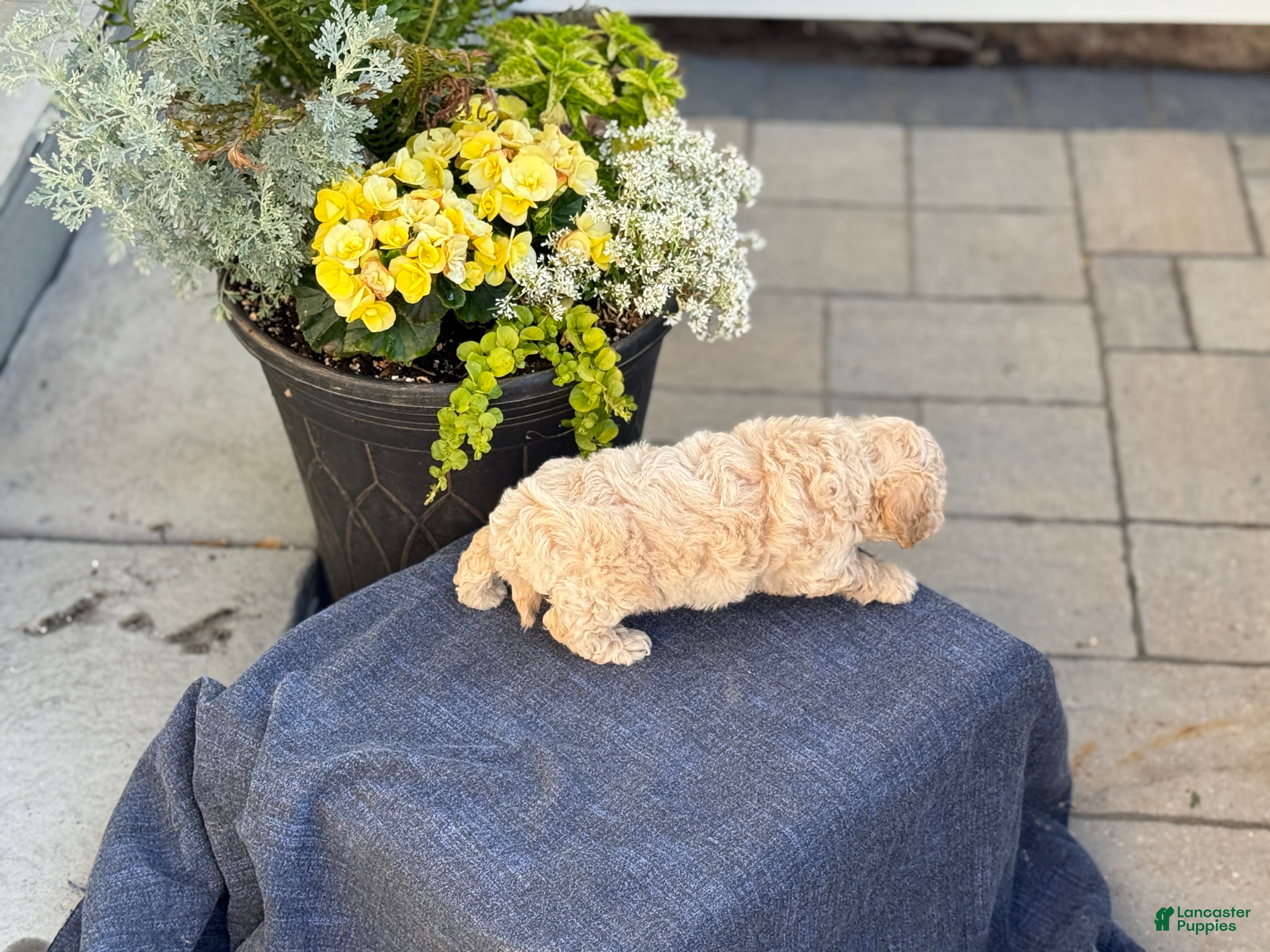 Bichpoo dogs for sale: Faye - Ad 7