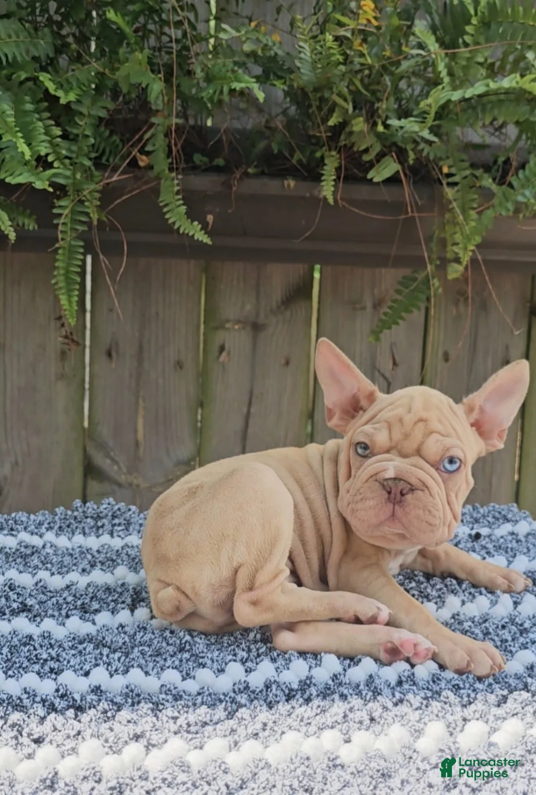 Mixed Breed dogs for sale: Mixed Breed 1 - Ad 1