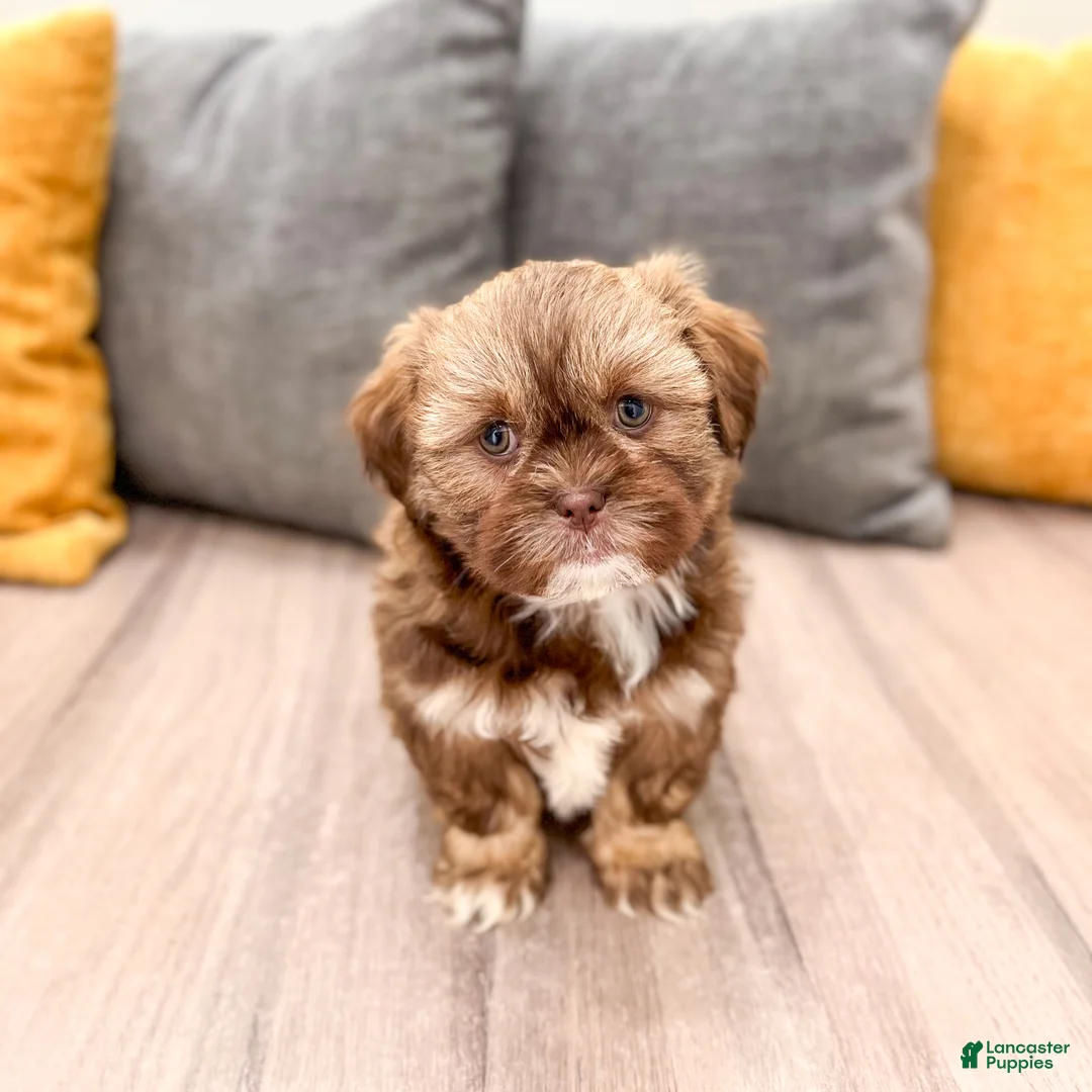 Shih Tzu dogs for sale: Harvey - Ad 2