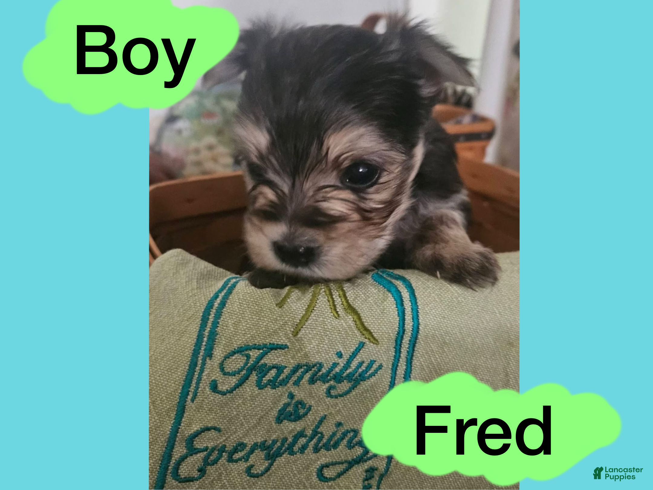 Morkie dogs Morkie Puppy 1 - Ad 37