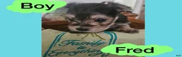 Morkie dogs for sale: Morkie Puppy 1 - Ad 1