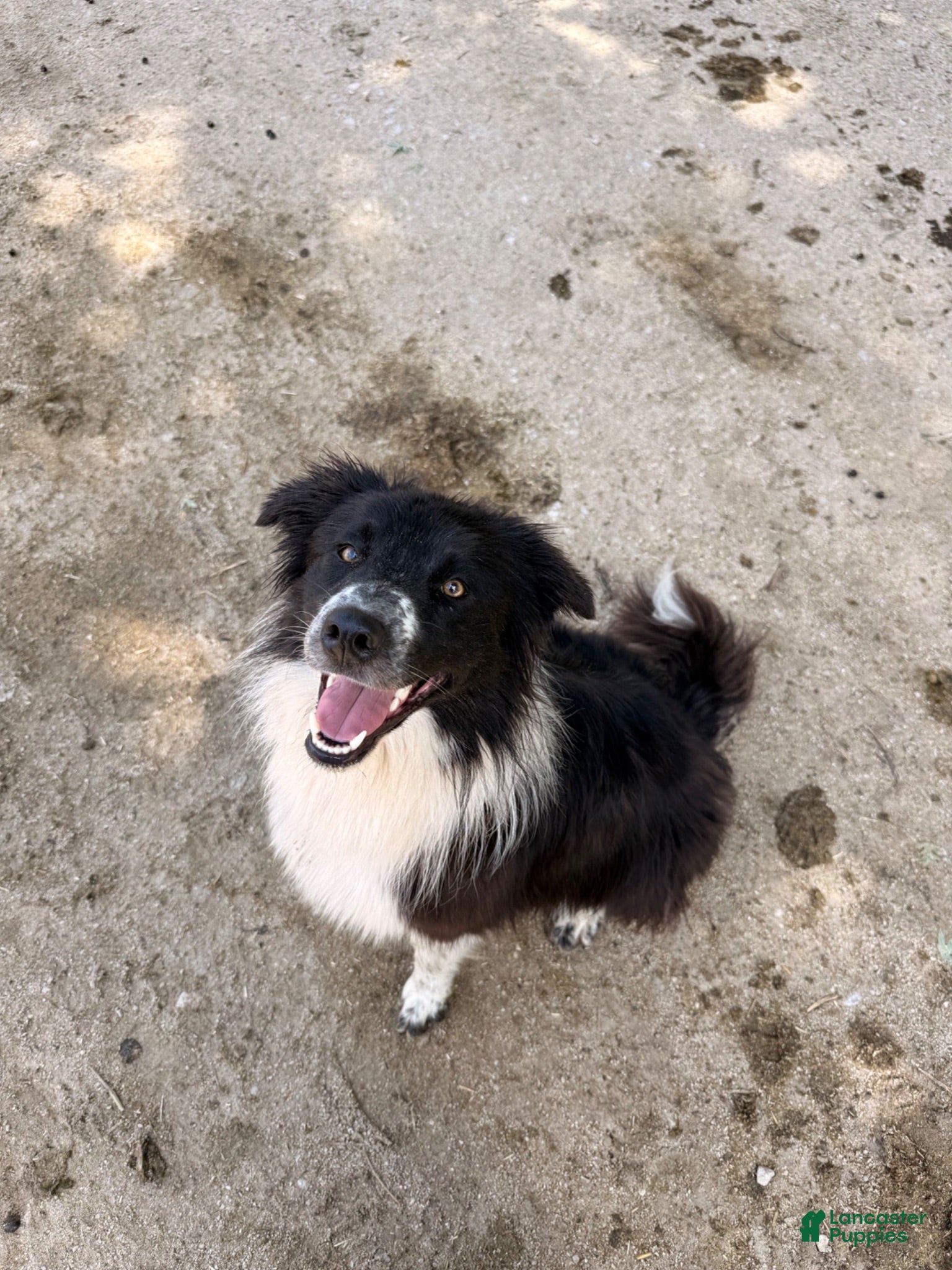 Border Collie dogs Border Collie 1 - Ad 2