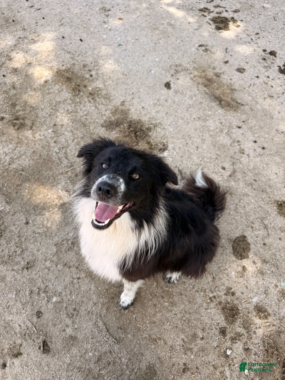Border Collie dogs for sale: Border Collie 1 - Ad 2