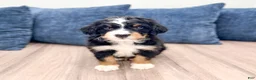 Mini Bernedoodle dogs for sale: Jordan - Ad 8
