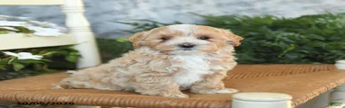 Hazel
