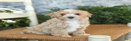 Maltipoo dogs for sale: Hazel - Ad 1
