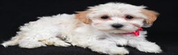 Maltipoo dogs for sale: Tabbi - Ad 1