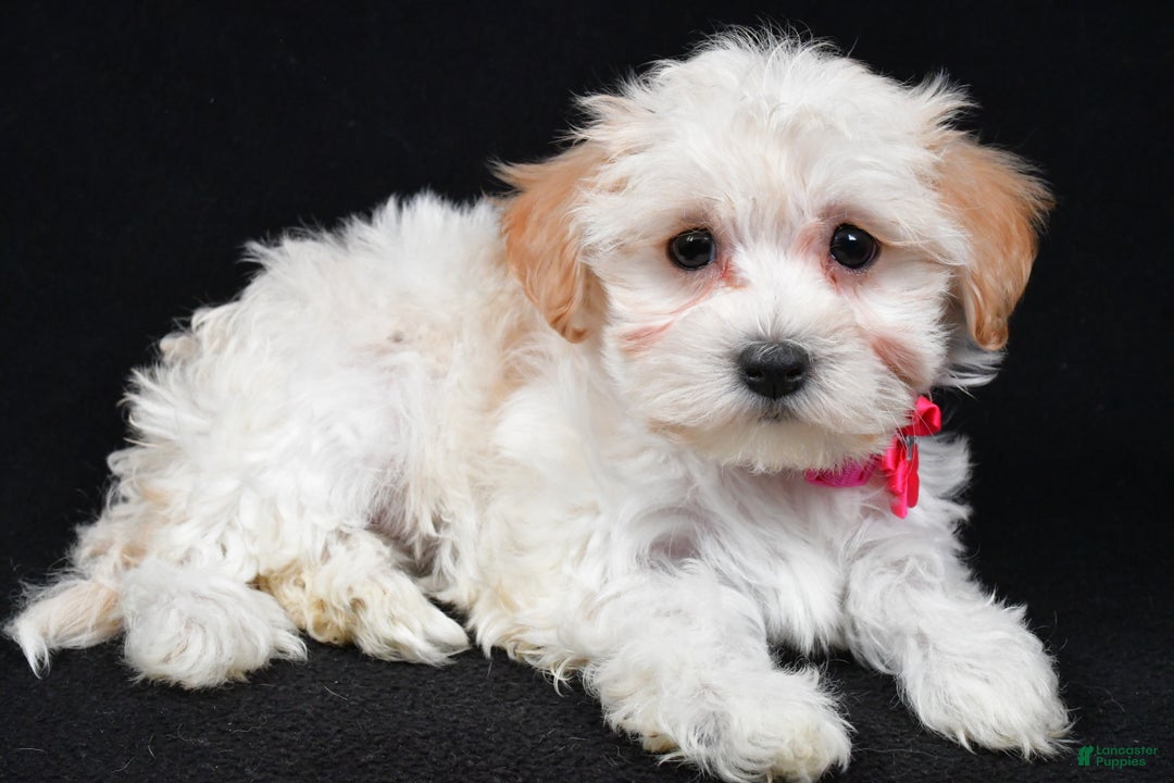 Maltipoo dogs for sale: Tabbi - Ad 1
