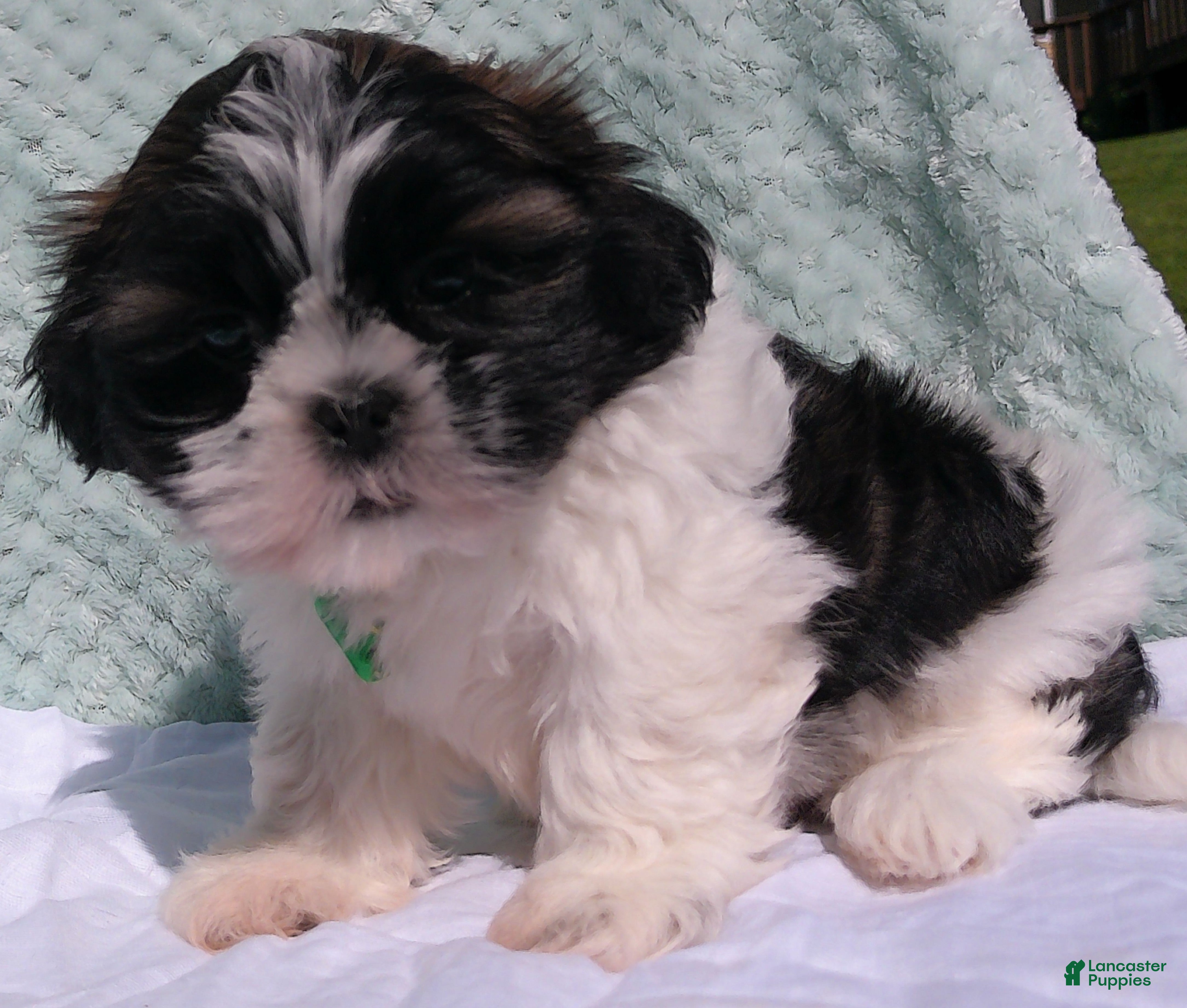Shih Tzu dogs for sale: Patches - Ad 2