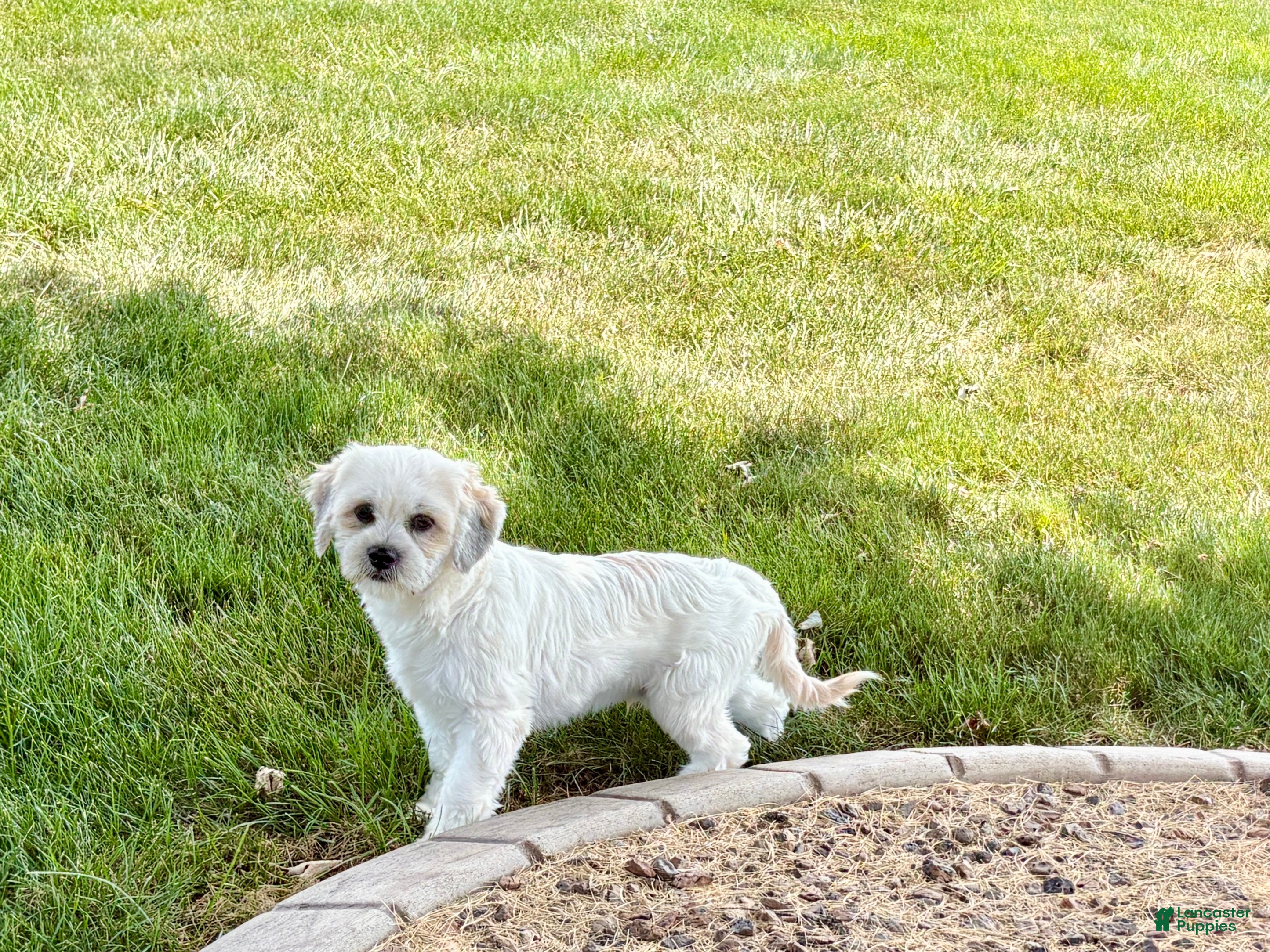 Lhasa Apso dogs Corey  - Ad 2