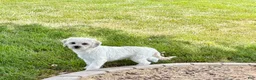 Lhasa Apso dogs for sale: Corey  - Ad 2