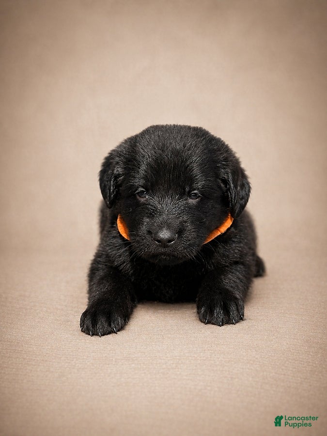 Golden Shepherd dogs Rachel - Ad 4