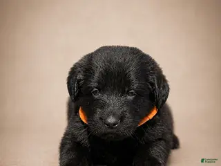 Golden Shepherd dogs Rachel - Ad 4