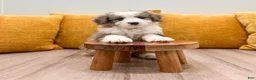 Mini Bernedoodle dogs for sale: Millie - Ad 4