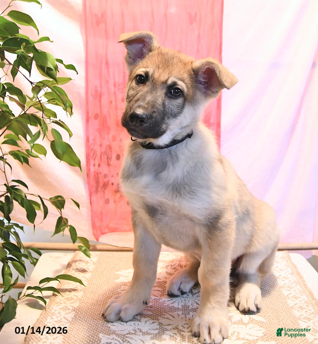 German Shepherd dogs for sale: Dasher - Ad 2