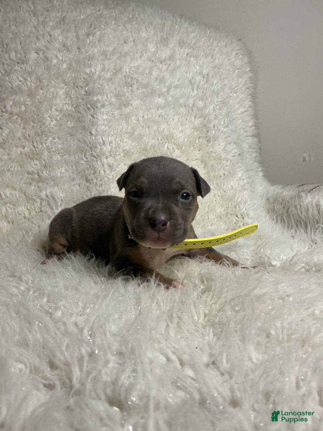 American Bully dogs for sale: Ms.Neon - Ad 9