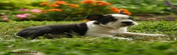 Boston Terrier dogs for sale: Thandiwe - Ad 5