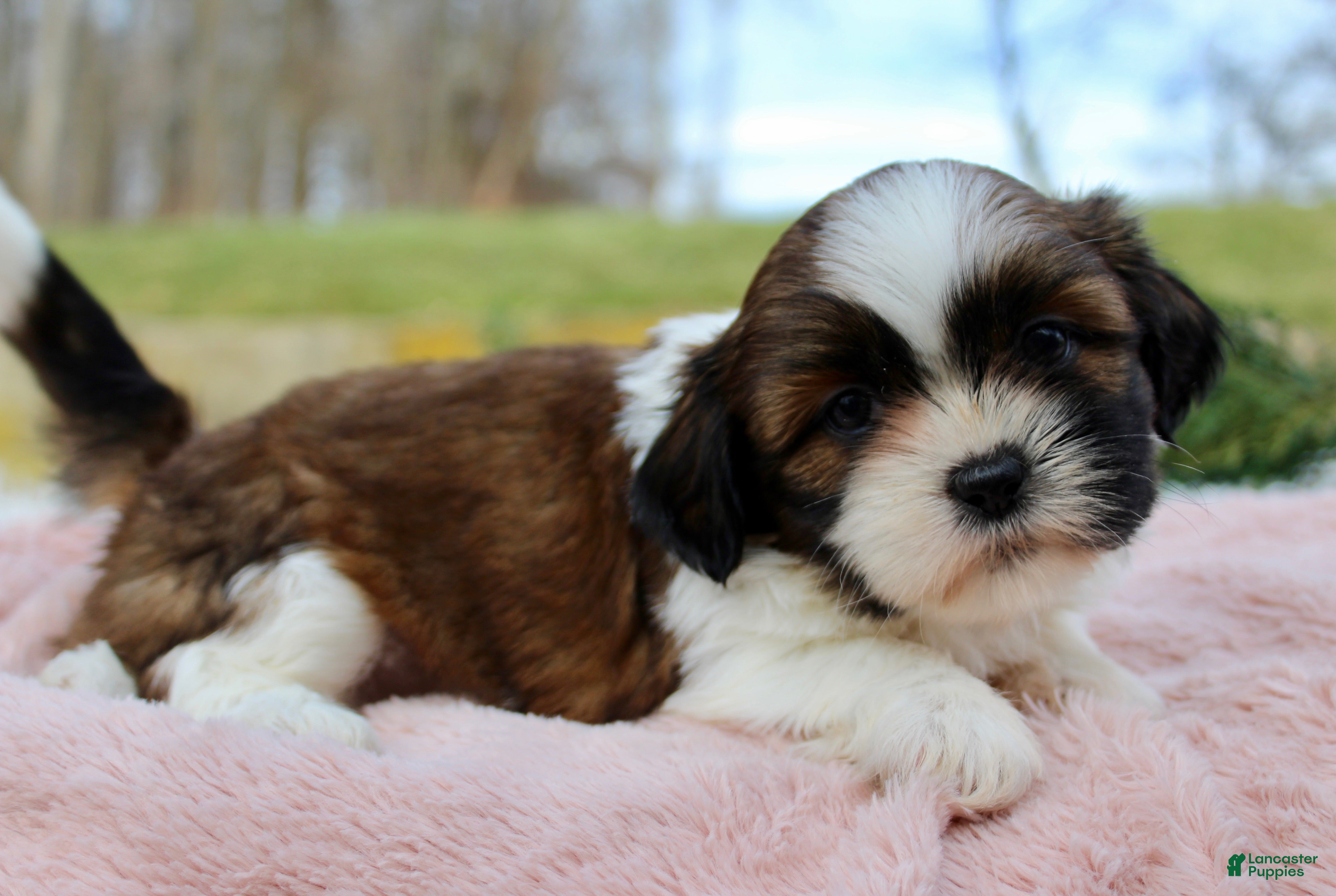 Shih Tzu dogs Shih Tzu Puppy 7 - Ad 17