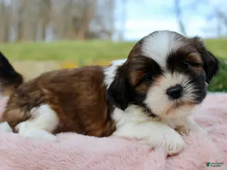 Shih Tzu dogs Shih Tzu Puppy 7 - Ad 9