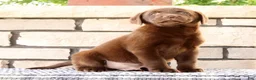 Labrador Retriever dogs for sale: Max - Ad 6