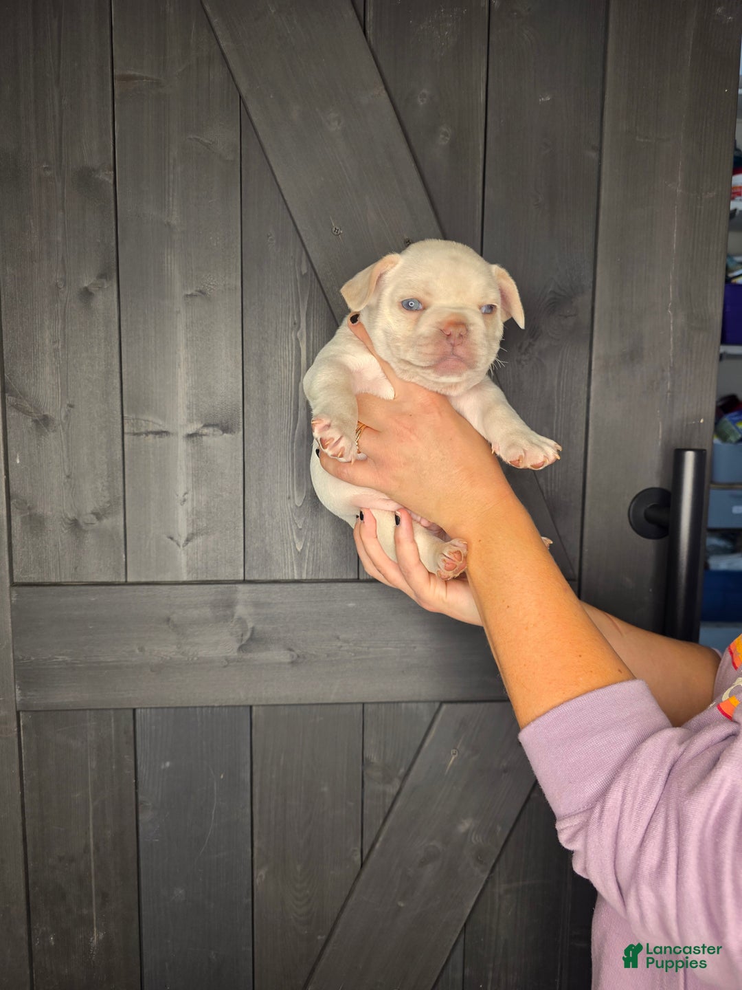 French Bulldog dogs for sale: French Bulldog Puppy 1 - Ad 6