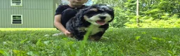 Bernedoodle dogs for sale: Remmy - Ad 6