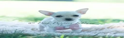 Chihuahua dogs for sale: Coconut - Ad 5