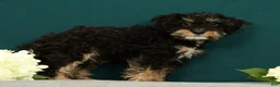 Mini Bernedoodle dogs for sale: Phantom - Ad 4
