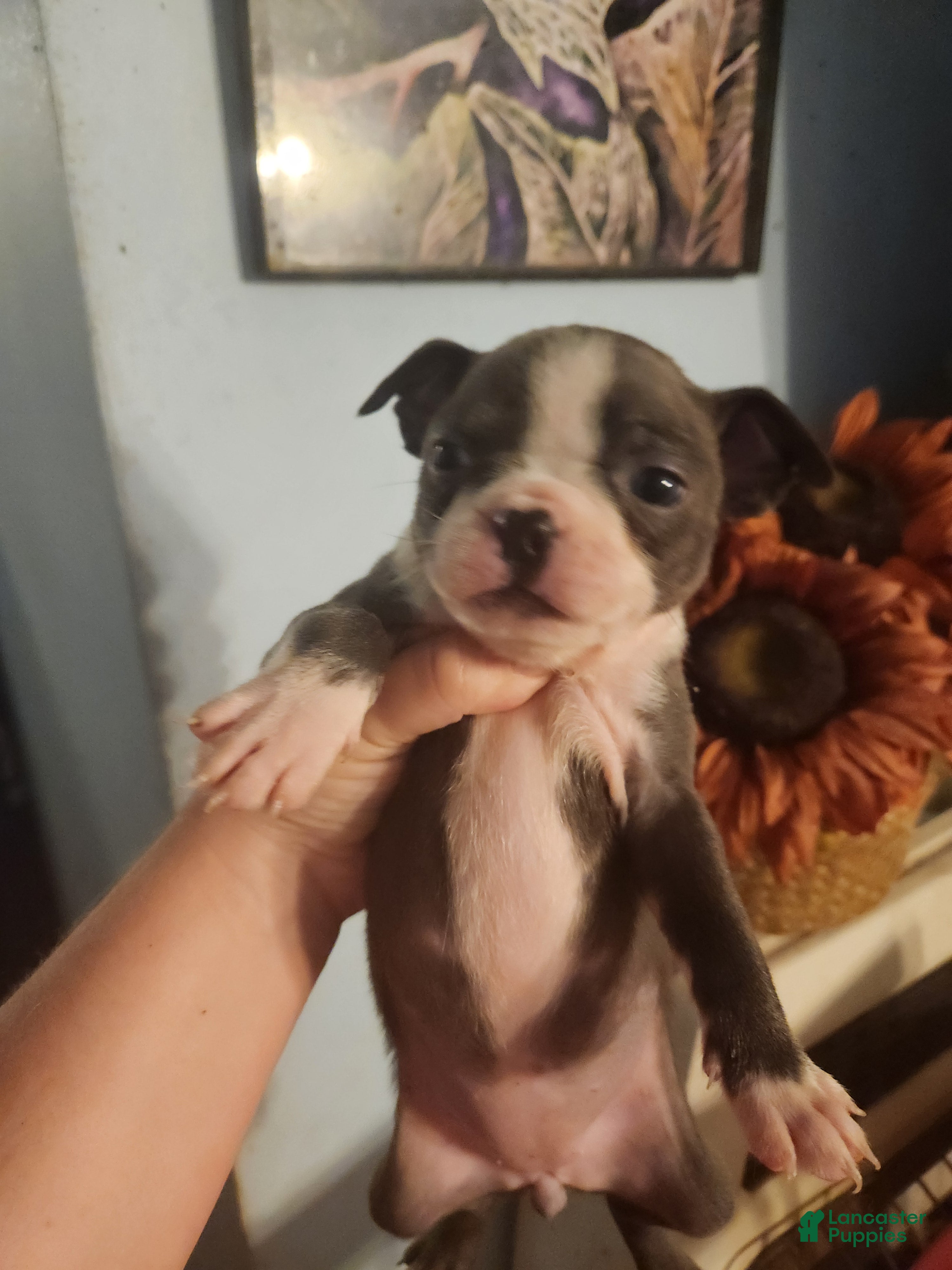 Boston Terrier dogs for sale: Boston Terrier 2 - Ad 3