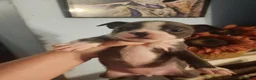 Boston Terrier dogs for sale: Boston Terrier 2 - Ad 1