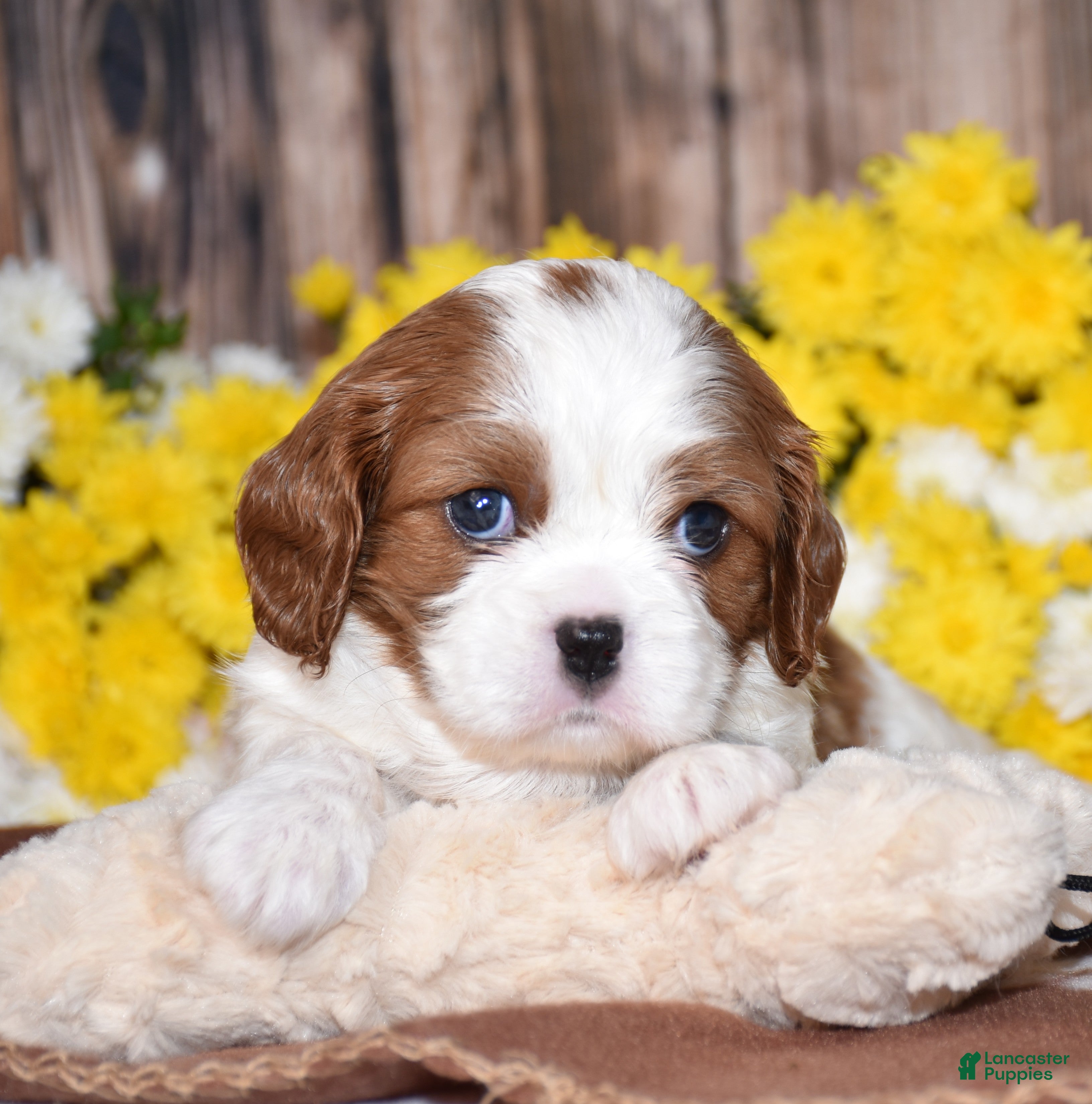 Cavalier King Charles Spaniel dogs Gracie - Ad 2