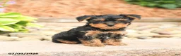 Yorkshire Terrier dogs for sale: Scott - Ad 3