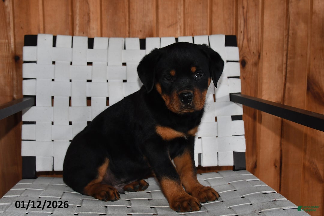 Rottweiler dogs for sale: King - Ad 3