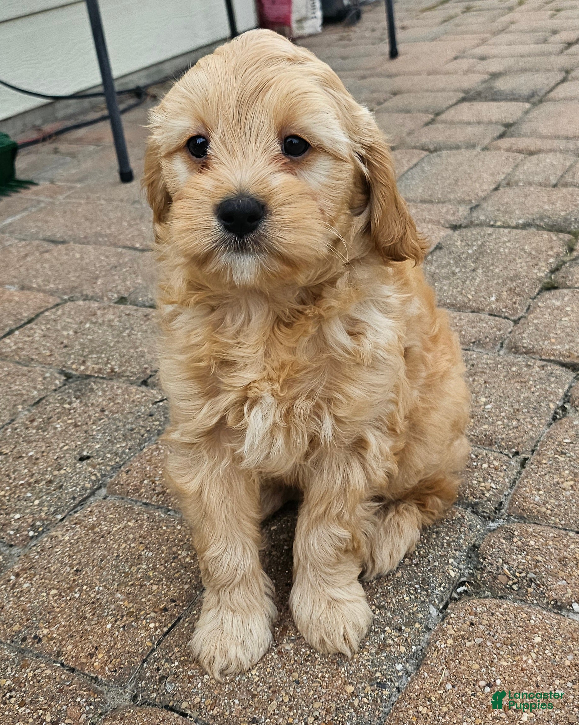 Cavapoo dogs Peanut🥜 - Ad 12