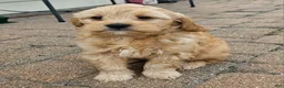 Cavapoo dogs for sale: Peanut🥜 - Ad 1